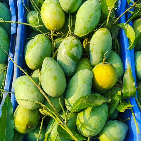 আম্রপালী আম (নওগাঁ সাপাহার) (৪০ কেজি)