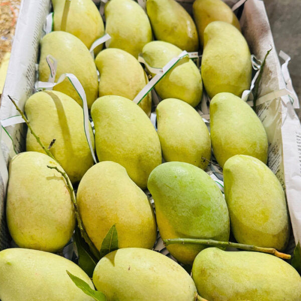 আম্রপালী আম (ব্যাগিং) (১০ কেজি)