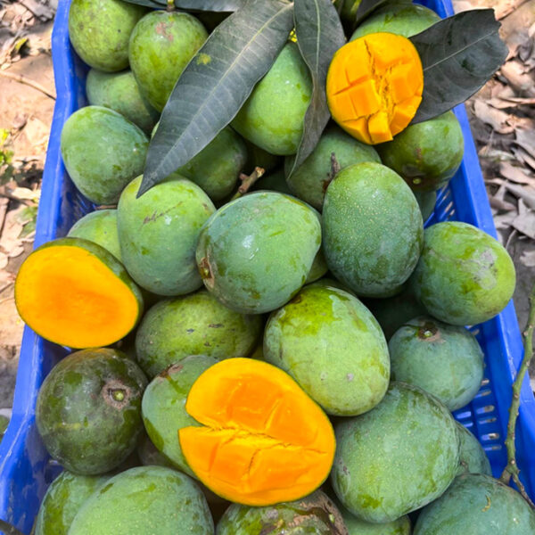 খিরসাপাত হিমসাগর আম (2০ কেজি)