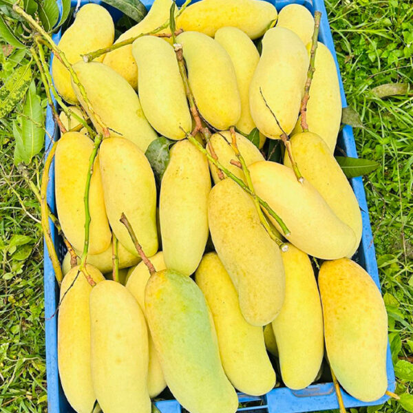 ব্যানানা ম্যাংগো (ব্যাগিং) (২০ কেজি)