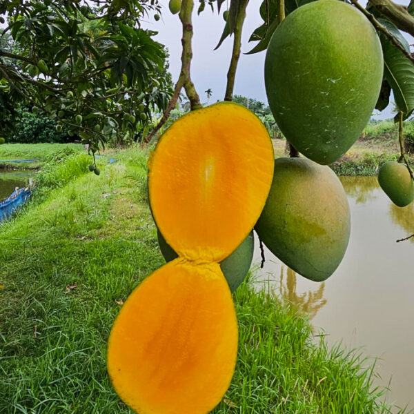 হাড়িভাঙ্গা আম (রংপুরের) (১০ কেজি)